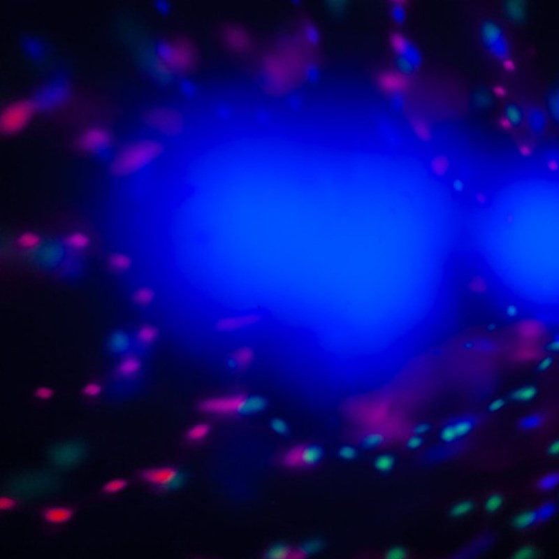 Pack 4 effets lumière LED sur support - RGBW - Musical